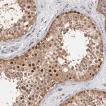 Merck Anti-CCNB3 antibody produced in rabbit