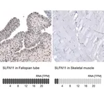 Merck Anti-SLFN11 antibody produced in rabbit