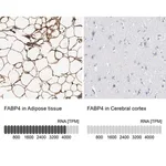 Merck Anti-FABP4 antibody produced in rabbit