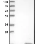 Merck Anti-LALBA antibody produced in rabbit