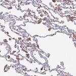Merck Anti-CD33 antibody produced in rabbit