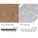 Merck Anti-THY1 antibody produced in rabbit