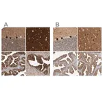 Merck Anti-BAIAP2 antibody produced in rabbit