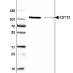 Merck Anti-ESYT2 antibody produced in rabbit