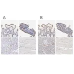 Merck Anti-ELF3 antibody produced in rabbit