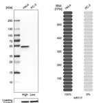 Merck Anti-JUP antibody produced in rabbit