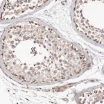 Merck Anti-LUZP1 antibody produced in rabbit