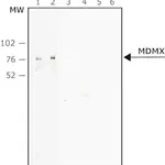 Merck Anti-MDMX antibody, Mouse monoclonal