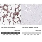Merck Anti-HMGB2 antibody produced in rabbit