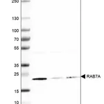 Merck Anti-RAB7A antibody produced in rabbit