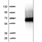 Merck Anti-SPOCK2 antibody produced in rabbit