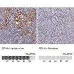Merck Anti-CD14 antibody produced in rabbit