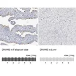 Merck Anti-DNAH5 antibody produced in rabbit