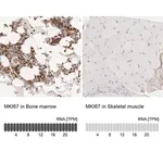 Merck Anti-MKI67 antibody produced in rabbit