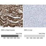 Merck Anti-DES antibody produced in rabbit