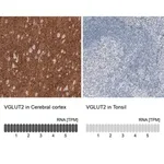 Merck Monoclonal Anti-VGLUT2 antibody produced in mouse