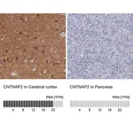 Merck Anti-CNTNAP2 antibody produced in rabbit