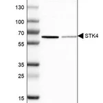 Merck Anti-STK4 antibody produced in rabbit