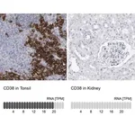 Merck Anti-CD38 antibody produced in rabbit