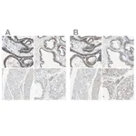 Merck Anti-B4GALT1 antibody produced in rabbit