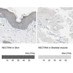 Merck Anti-NECTIN4 antibody produced in rabbit