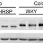 Merck Anti-STIM1 (N-terminal) antibody produced in rabbit