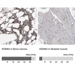 Merck ANTI-KDM6A antibody produced in rabbit
