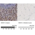 Merck Anti-HMOX1 antibody produced in rabbit