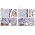 Merck Anti-SERPINA3 antibody produced in rabbit