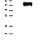 Merck Anti-NR3C1 antibody produced in rabbit