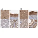 Merck Anti-TOLLIP antibody produced in rabbit