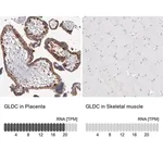 Merck Anti-GLDC antibody produced in rabbit