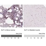 Merck Anti-KLF1 antibody produced in rabbit