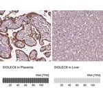 Merck Anti-SIGLEC6 antibody produced in rabbit