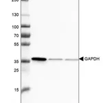 Merck Monoclonal Anti-GAPDH antibody produced in mouse