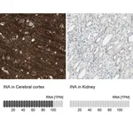 Merck Anti-INA antibody produced in rabbit