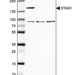 Merck Anti-STAG1 antibody produced in rabbit