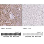 Merck Anti-GP2 antibody produced in rabbit