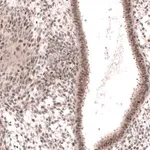Merck Anti-MGA antibody produced in rabbit
