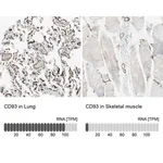 Merck Anti-CD93 antibody produced in rabbit