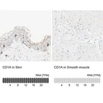 Merck Anti-CD1A antibody produced in rabbit
