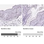 Merck Anti-MLANA antibody produced in rabbit