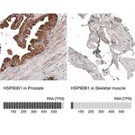 Merck Monoclonal Anti-HSP90B1 antibody produced in mouse