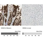 Merck Anti-DSG2 antibody produced in rabbit
