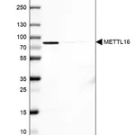 Merck Anti-METTL16 antibody produced in rabbit