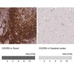 Merck Anti-CXCR5 antibody produced in rabbit