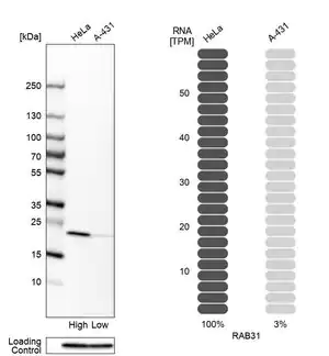 Merck Anti-RAB31 antibody produced in rabbit