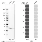 Merck Anti-RAB31 antibody produced in rabbit