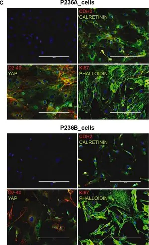 Merck Anti-CALB2 antibody produced in rabbit