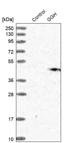 Merck Anti-GGH antibody produced in rabbit